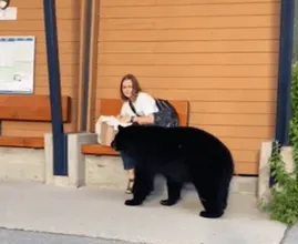 Mulher segue urso na floresta depois que ele se aproxima inesperadamente dela no ponto de ônibus