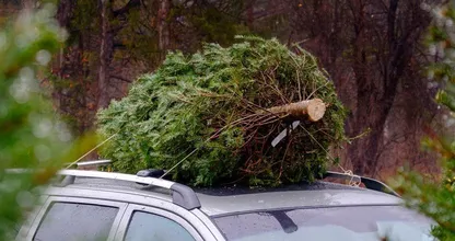 Neem jij een echte kerstboom? Pas dan op voor DEZE beestjes! DIT is hoe je ze voorkomt!