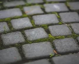 Dzięki tym sztuczkom można łatwo pozbyć się mchu
