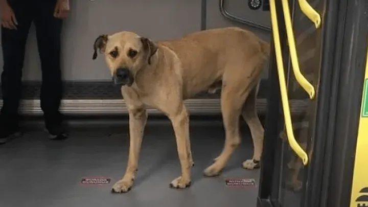 Ce chien a pris le métro tous les jours, jusqu’à ce que quelqu’un lui pose un traqueur et découvre la raison secrète pour laquelle il faisait cela...