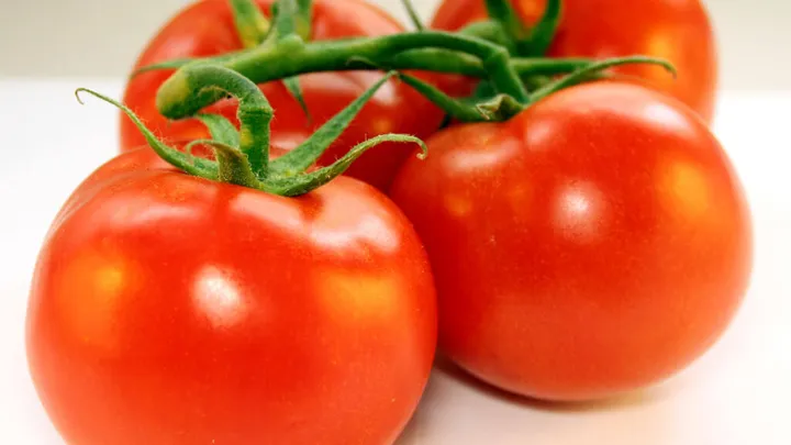 Ele colocou 4 fatias de tomate em um recipiente com terra e o resultado 10 dias depois é incrível! Você deveria tentar isso!