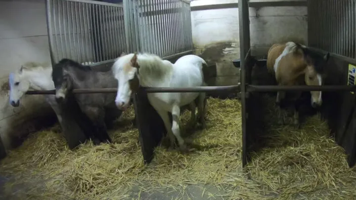 Zielig! Paarden in de manege worden ernstig verwaarloosd