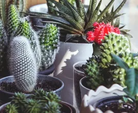 Handig: 4 tekenen dat het tijd is om je plant te verpotten
