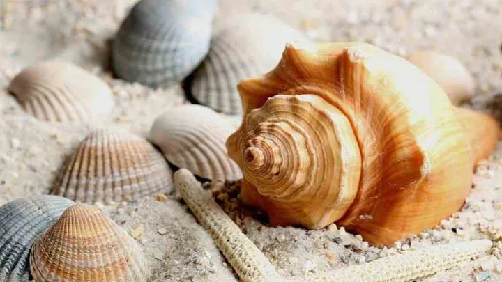 Wie du mit einer Muschel den Kalk im Wasserkocher sofort entfernst