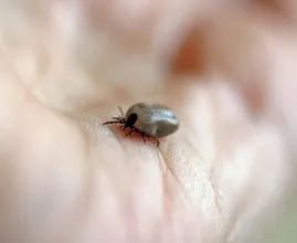 Proefpersonen gezocht voor nieuw vaccin tegen ziekte van Lyme