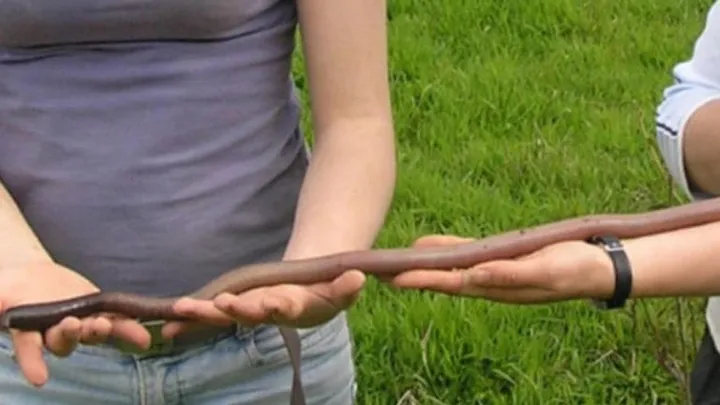 Leben vielleicht riesige Regenwürmer in Ihrem Garten? Erfahren Sie die Wahrheit über diese mysteriösen Kreaturen