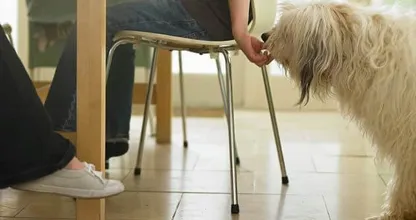 Pas op: dit schijnbaar onschuldige voedingsmiddel is hartstikke gevaarlijk voor je hond!