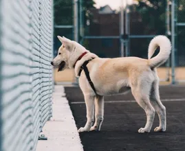 Zien: deze Oekraïense hond wacht al maand tevergeefs op baasje
