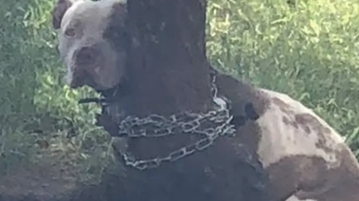 Hombre encuentra un pitbull atado a un árbol y lee la carta que está al lado