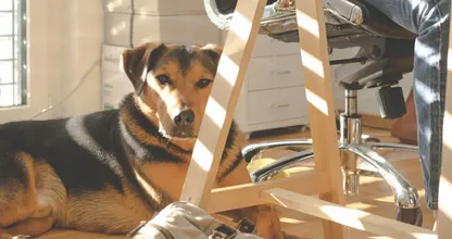 Vertel het je baas: dit zijn de voordelen van een hond op kantoor