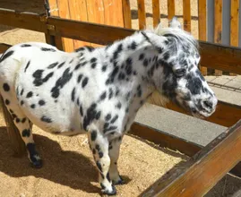 Wacht, wat? Dronken bezoekers laten pony achter op terras