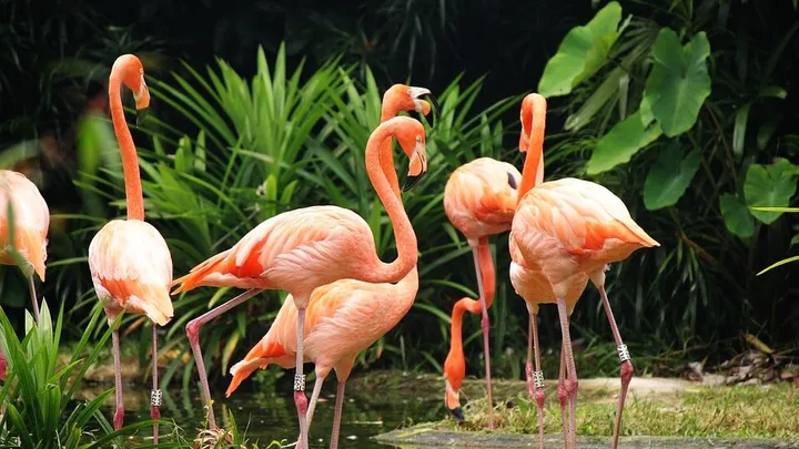Droombaan-alert: word jij de volgende (betaalde) flamingoverzorger op de Bahama's?
