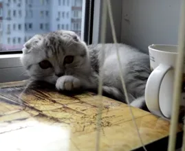 Aus diesen 3 Gründen will deine Katze ständig deine Sachen runterwerfen!