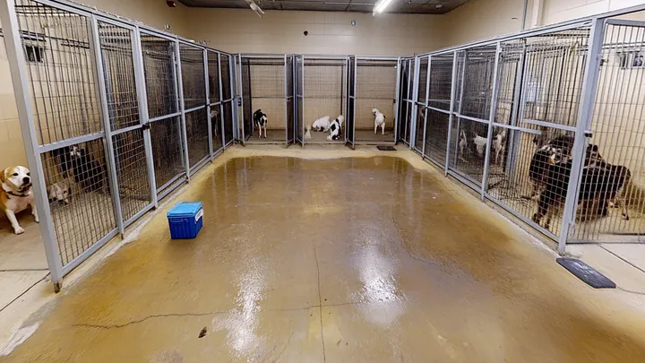 Pies ze schroniska płacze po adopcji brata. To, co stało się z nim później, było rozdzierające serce