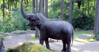 Dat is schrikken: staat er ineens een olifant in je tuin in Ommen