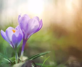Lente op komst: dit weekend mogelijk 20 graden