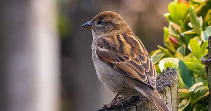 Nature restoration England: live within 15 minutes of green space