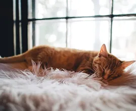 4 tips om wakker te worden wanneer het buiten nog donker is