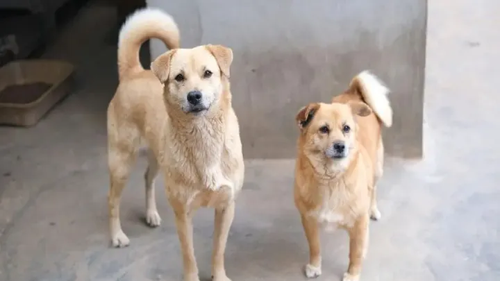 7 Words That Dogs Can Understand (And 4 That No Dog Can)