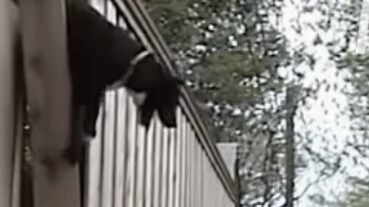 Man takes cute “puppy” home with him, which turns out to be a dangerous mistake