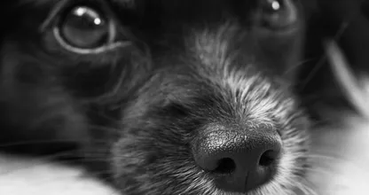 De 'snuit-challenge' is heel populair, maar is het wel veilig voor je hond?