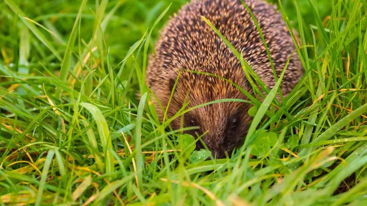 Veel slakken in de tuin? Lok egels en je hebt er geen last meer van