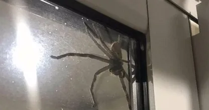 Gruwelijk! Dit stel kan hun huis niet meer verlaten door deze enge ongewenste bezoeker...
