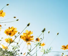 Lenteweer in aantocht: 'Het kan 20 graden worden'