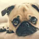 Engraçado! Isso é o que seu cão diz sobre seu caráter