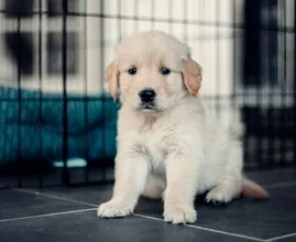 Steeds meer baasjes hebben spijt van ‘coronapuppy’