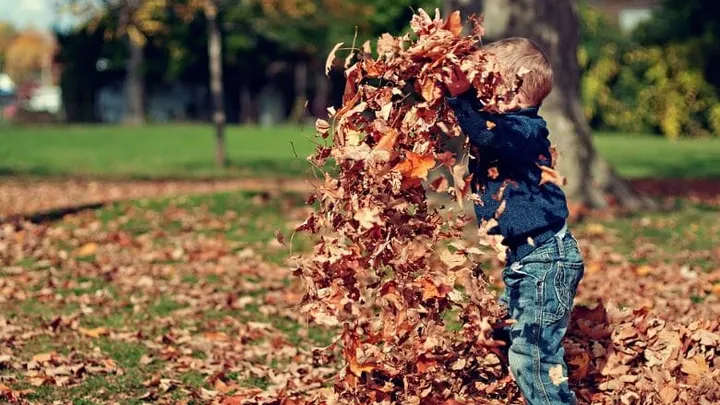 Garden clean-up: this is how to get rid of all of the autumn leaves in one go