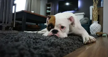 4 tips to keep your carpets looking clean and new