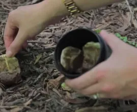 Enterre seus sacos de chá usados ​​em seu jardim e isso é o que acontecerá! Surpreendente!
