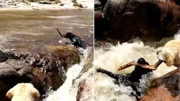Dit is echt te schattig! Zijn vriendje dreigt te verdrinken in een kolkende rivier en wat deze hond dan doet..