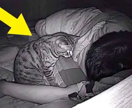 Il gatto fissa il proprietario tutta la notte - Il proprietario chiama le autorità quando scopre il motivo