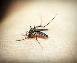 Deine Reaktion auf einen Mückenstich verrät dir viel über deine Gesundheit