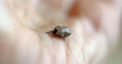 Proefpersonen gezocht voor nieuw vaccin tegen ziekte van Lyme