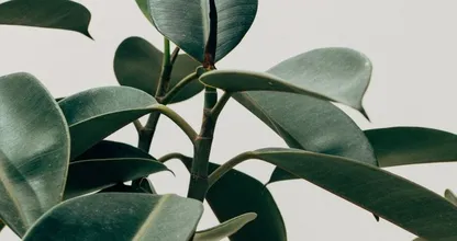 Plantenliefhebbers verzamelen! Planten met donkere bladen zijn in 