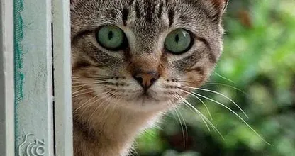 De esta forma, tu gato intentará decirte algo. No sabíamos el número 5