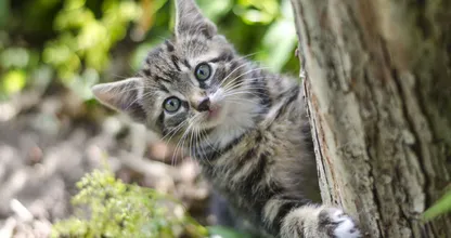 Sempre encontra os gatos do seu vizinho em seu jardim? Este truque para gatos os manterá afastados!