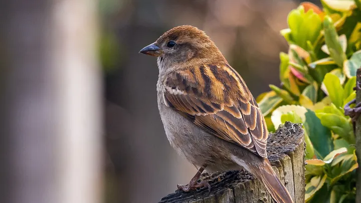 Nature restoration England: live within 15 minutes of green space