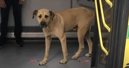 This Dog Took The Subway Every Day, Until Man Puts A Tracker On Him And Discovered The Secret Reason Why...