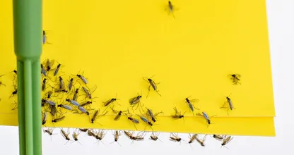 This is why your fruit fly trap keeps filling up but the flies won't disappear