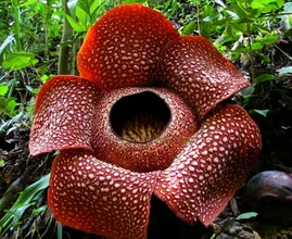 Strange and Rare Plants From Around The Globe