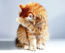 Modderige pootjes of een vacht vol vlooien? Zo geef je je kat een bad