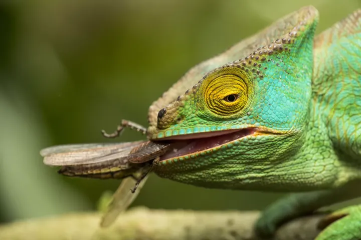Chameleon eating a cricket