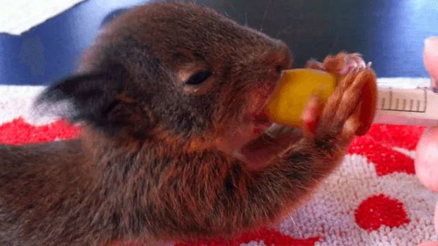 Baby-eekhoorntjes gered nadat nest is verwoest door bomenkap