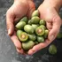 The grape-sized kiwi you eat skin and all is back in the shops, but only until the autumn harvest runs out
