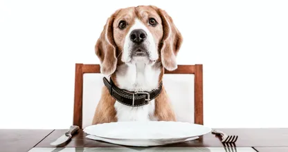 Isst dein Hund auch immer viel zu schnell? Probiere dann diesen Trick einmal aus! Es kann so einfach sein!