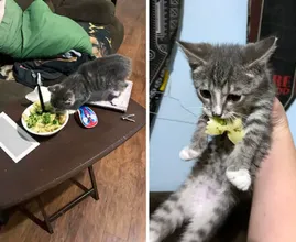 Caught in the Act: Pets' Hilarious Attempts to Swipe Human Food!